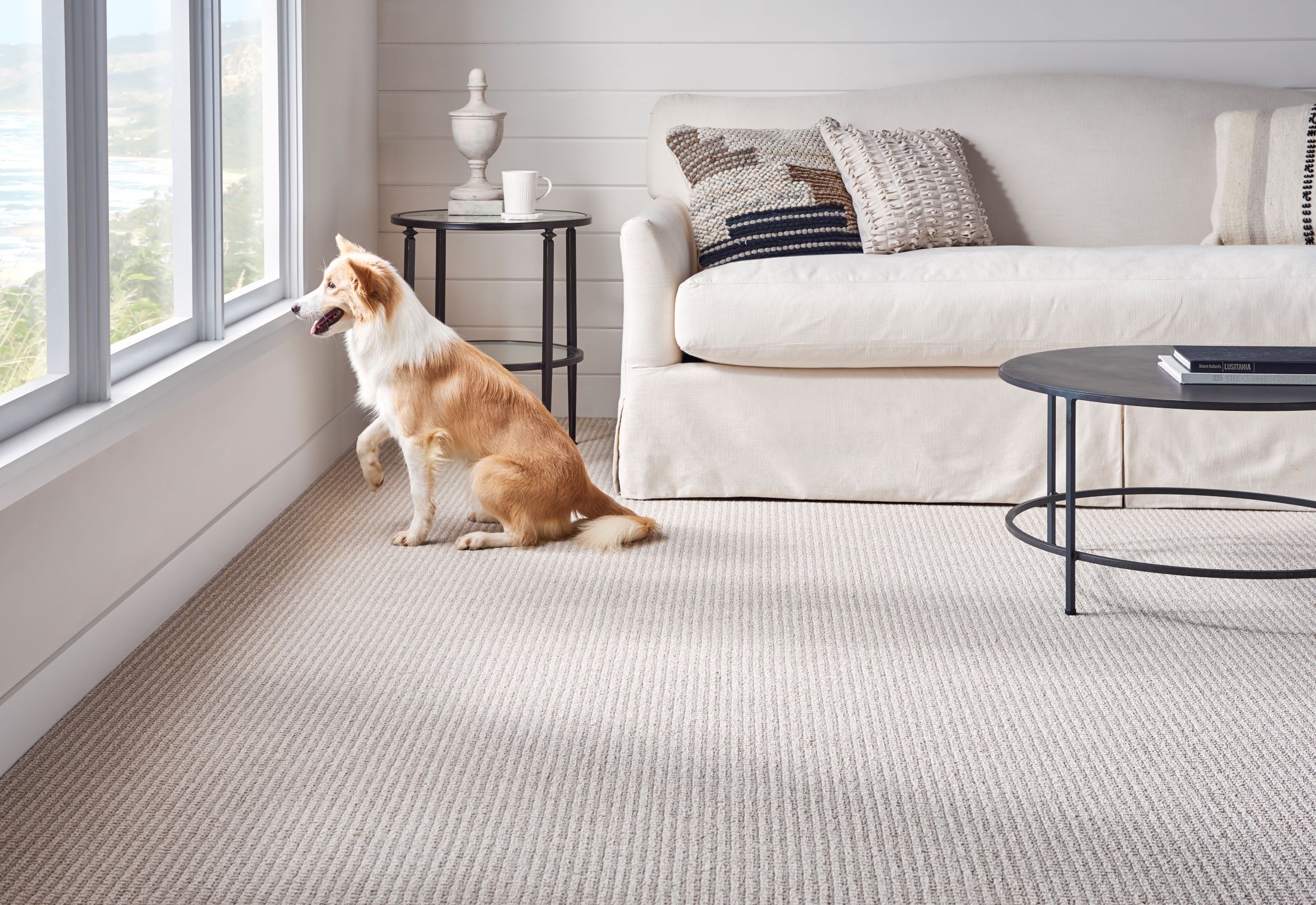What To Consider When Choosing Carpets for Homes With Pets?