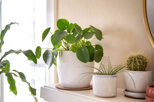 Decorating with Chinese Money Plants: Creative Ideas for Home Décor