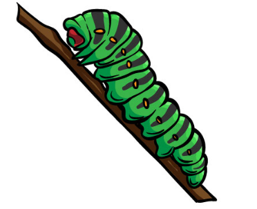 Draw a caterpillar: a step-by-step guide